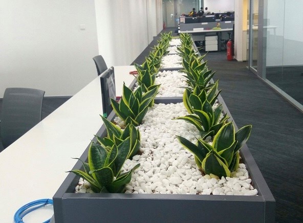 5 cách trang trí văn phòng đón Tết Bính Ngọ 2026 vừa sang vừa hiện đại - ảnh 4