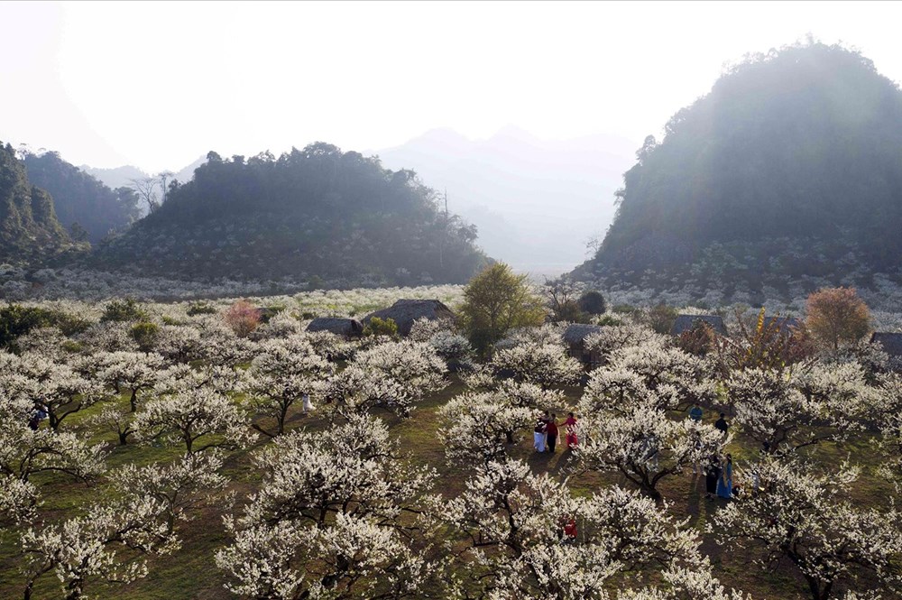 Khám phá mùa hoa mận Mộc Châu - ảnh 2