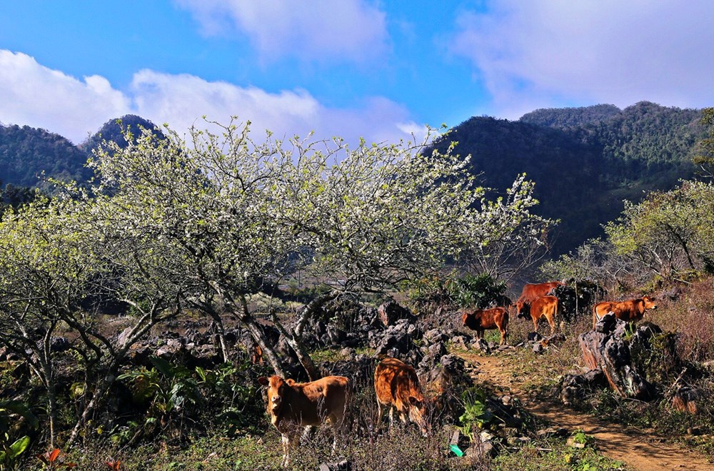 Khám phá mùa hoa mận Mộc Châu - ảnh 3