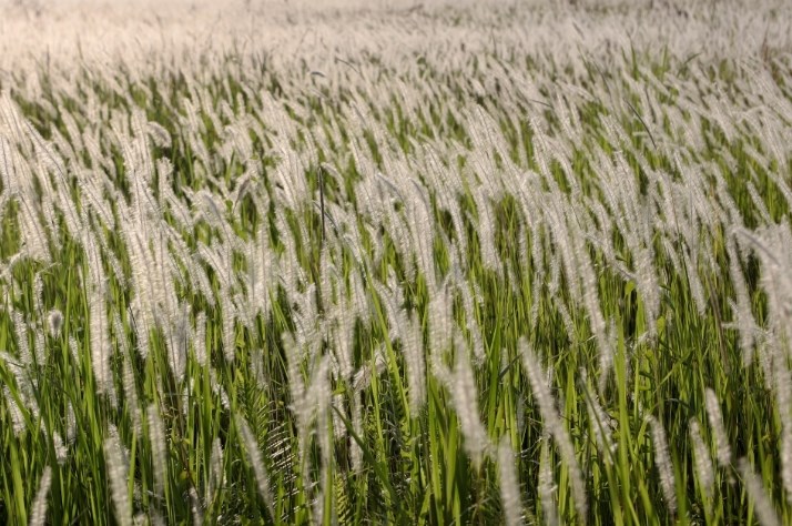 Check-in cánh đồng cỏ lau nở rộ: Điểm chụp “hot” nhất TP.HCM tháng này - ảnh 1