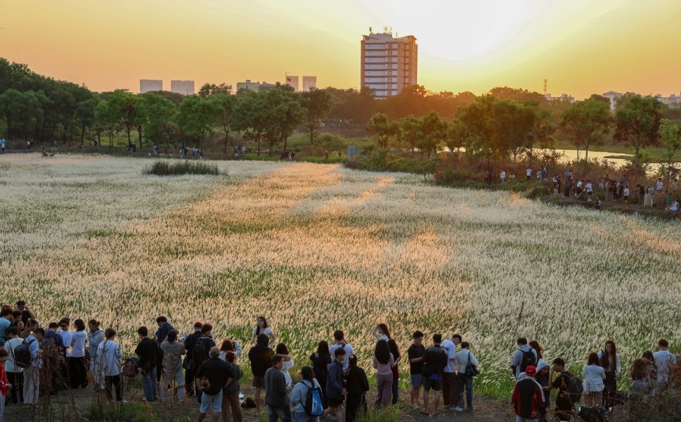 Check-in cánh đồng cỏ lau nở rộ: Điểm chụp “hot” nhất TP.HCM tháng này - ảnh 2