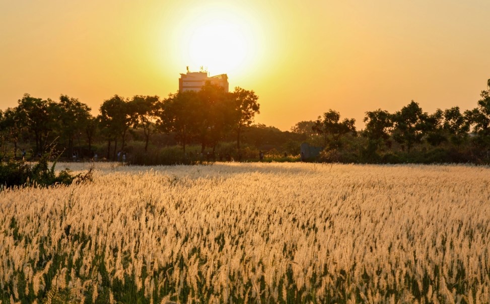 Check-in cánh đồng cỏ lau nở rộ: Điểm chụp “hot” nhất TP.HCM tháng này - ảnh 3