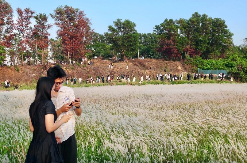 Check-in cánh đồng cỏ lau nở rộ: Điểm chụp “hot” nhất TP.HCM tháng này - ảnh 6