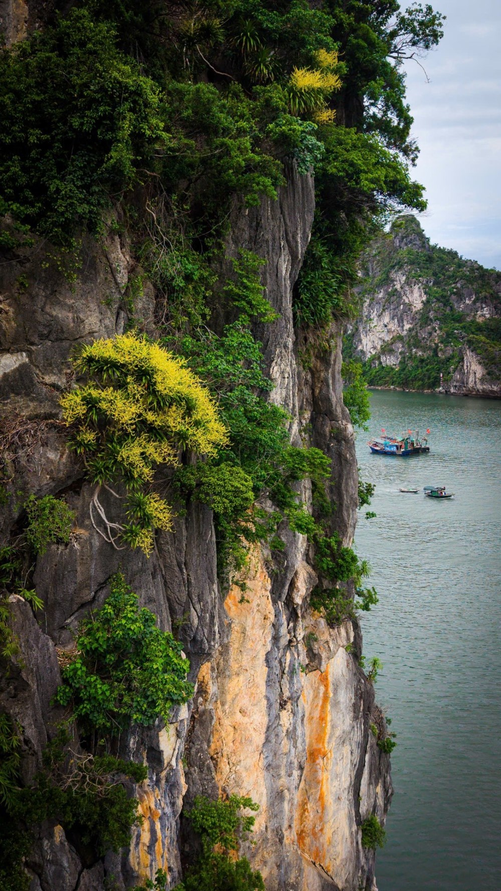 Quảng Ninh: Hoa phát tài nở vàng tươi trên vách đá cheo leo - ảnh 1