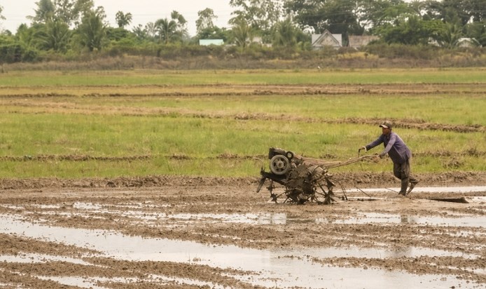 Siêu El Nino có thể đe dọa 350.000ha lúa đông xuân tại ĐBSCL - ảnh 1
