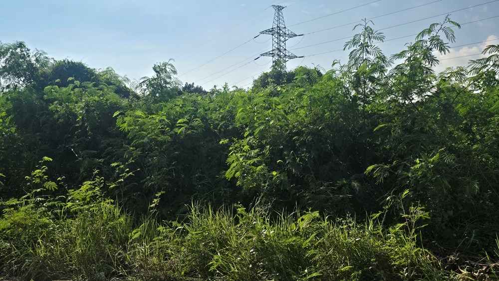 “Nhà cánh diều” Hải Phòng - từ biểu tượng đến hoang phế - ảnh 2