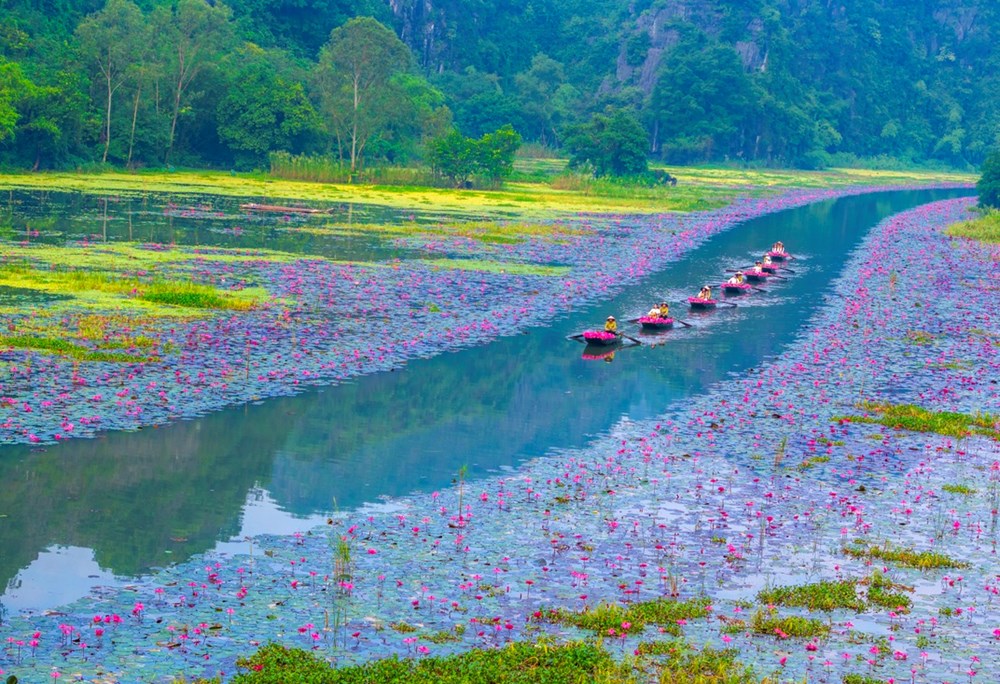 Ngắm nhìn hoa súng nhuộm hồng dòng Ngô Đồng ở Ninh Bình - ảnh 1