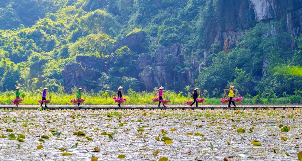 Ngắm nhìn hoa súng nhuộm hồng dòng Ngô Đồng ở Ninh Bình - ảnh 4