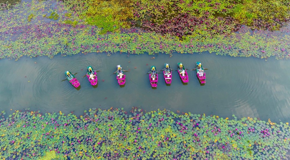 Ngắm nhìn hoa súng nhuộm hồng dòng Ngô Đồng ở Ninh Bình - ảnh 2