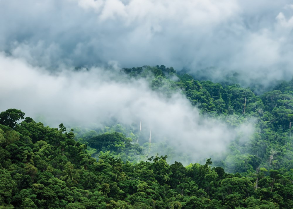 Khám phá tour xuyên rừng chinh phục “nóc nhà” Cúc Phương - ảnh 2