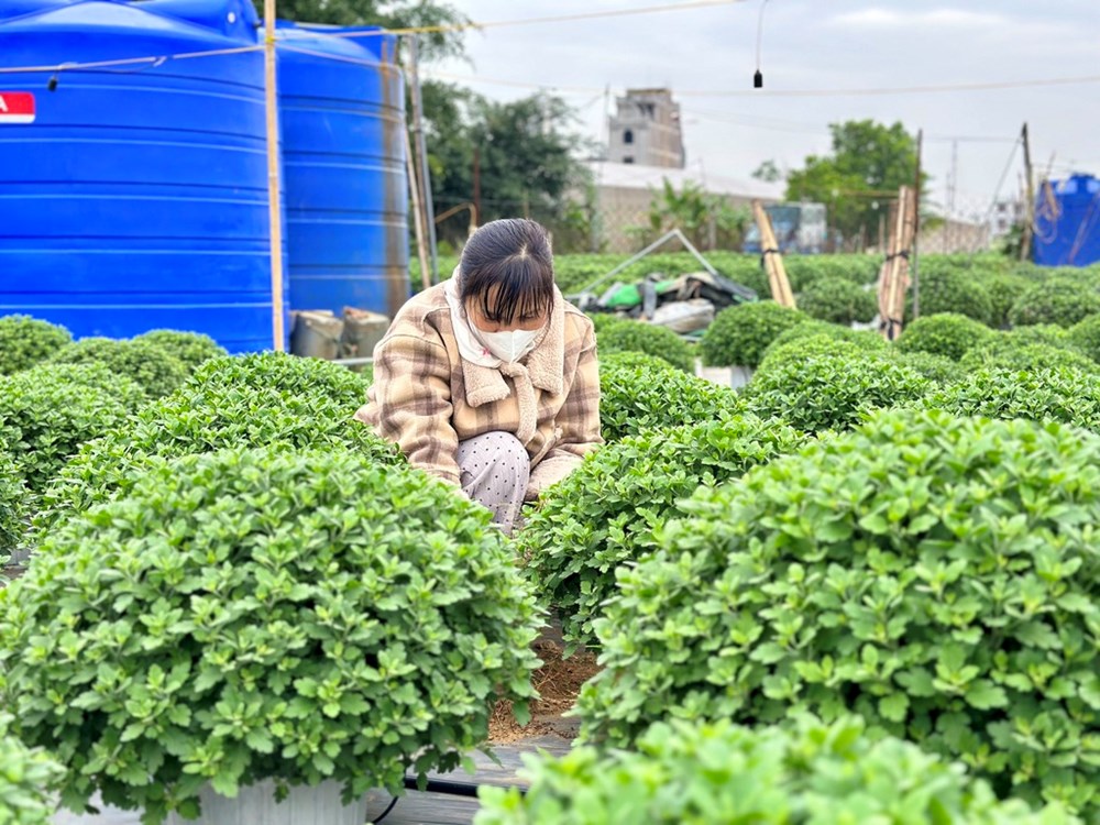Nhiều làng hoa lớn ở Ninh Bình hối hả vào vụ Tết - ảnh 8
