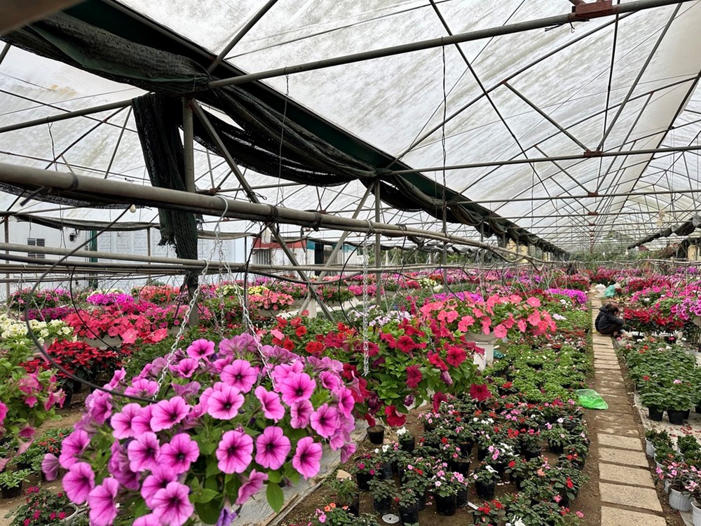 Nhiều làng hoa lớn ở Ninh Bình hối hả vào vụ Tết - ảnh 6