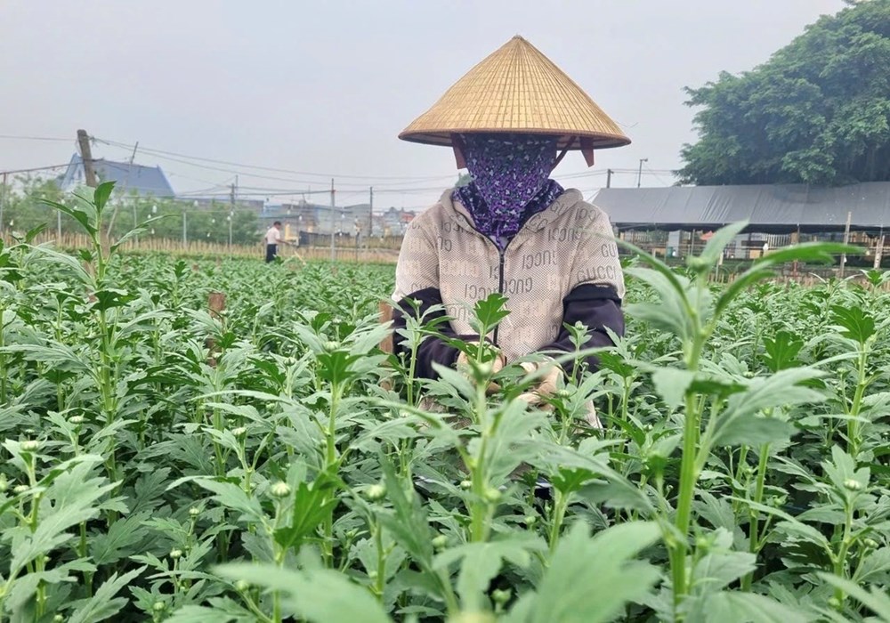 Nhiều làng hoa lớn ở Ninh Bình hối hả vào vụ Tết - ảnh 3