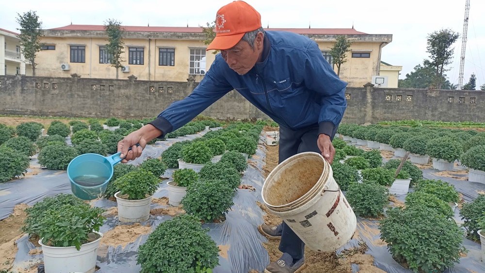 Nhiều làng hoa lớn ở Ninh Bình hối hả vào vụ Tết - ảnh 7