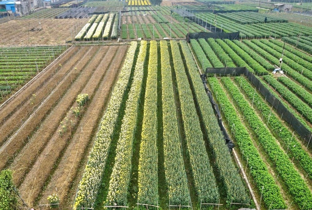 Nhiều làng hoa lớn ở Ninh Bình hối hả vào vụ Tết - ảnh 2