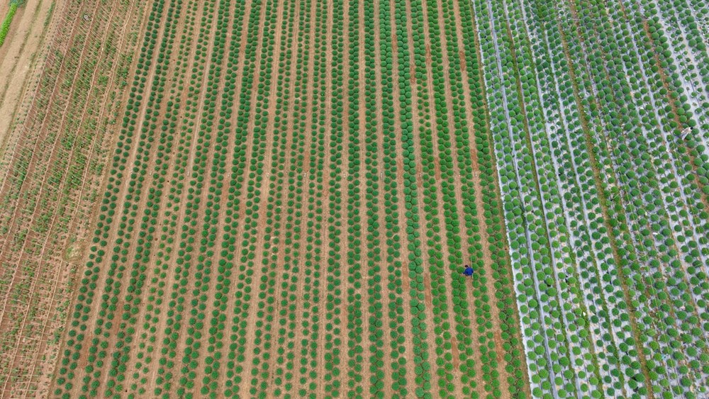 Nhiều làng hoa lớn ở Ninh Bình hối hả vào vụ Tết - ảnh 4