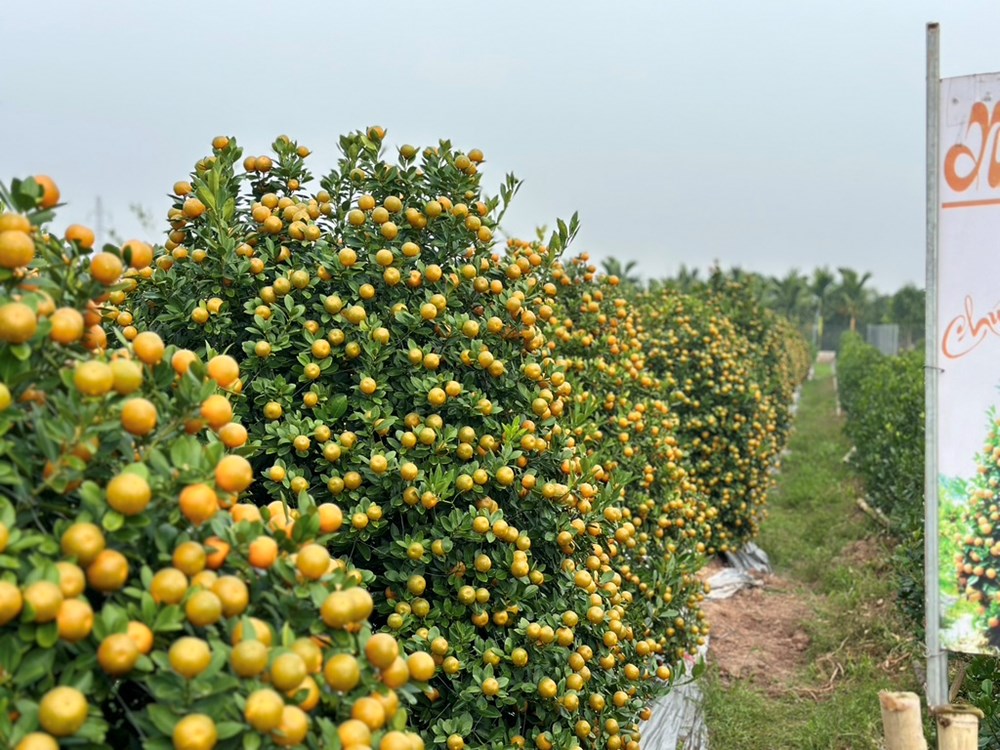 “Thủ phủ” quất cảnh ở Ninh Bình tất bật vào Tết - ảnh 1