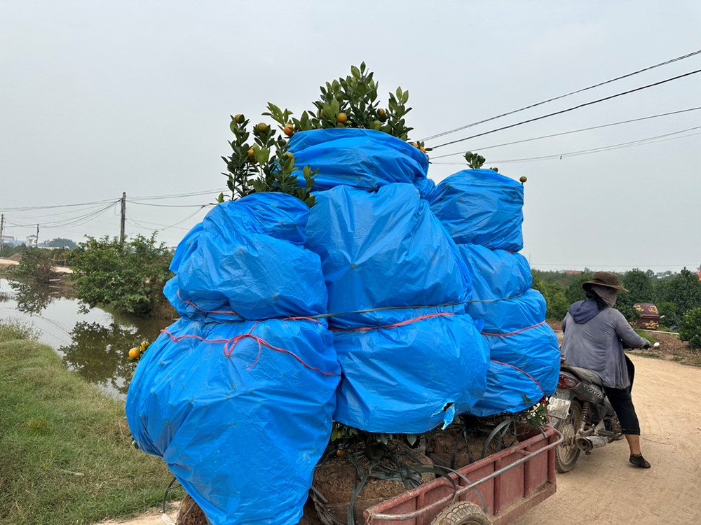 “Thủ phủ” quất cảnh ở Ninh Bình tất bật vào Tết - ảnh 2