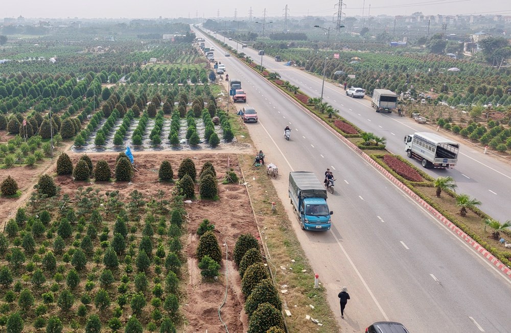 “Thủ phủ” quất cảnh ở Ninh Bình tất bật vào Tết - ảnh 3