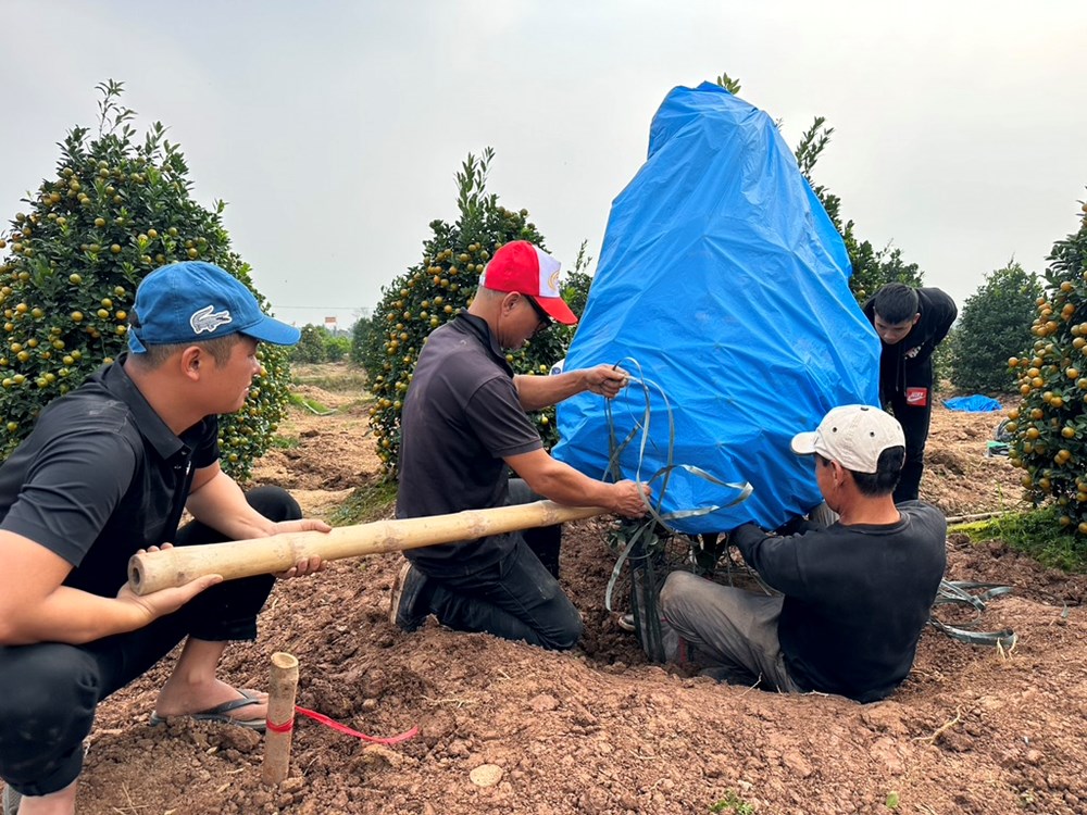 “Thủ phủ” quất cảnh ở Ninh Bình tất bật vào Tết - ảnh 4