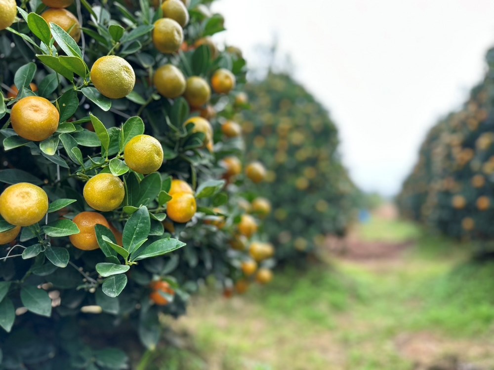 “Thủ phủ” quất cảnh ở Ninh Bình tất bật vào Tết - ảnh 5