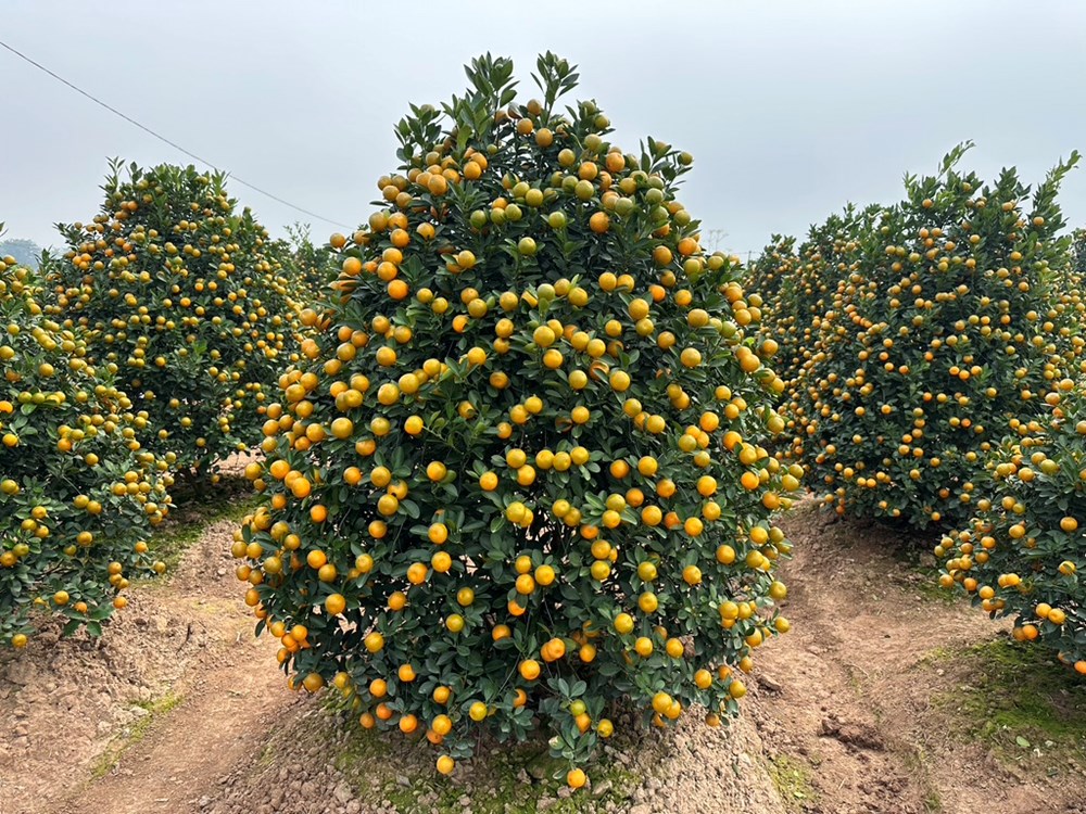 “Thủ phủ” quất cảnh ở Ninh Bình tất bật vào Tết - ảnh 6