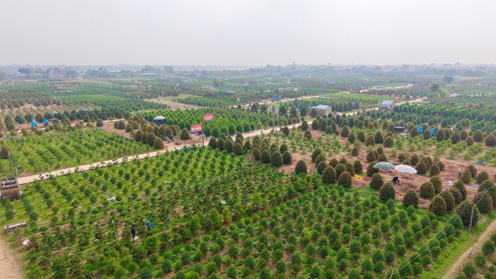 “Thủ phủ” quất cảnh ở Ninh Bình tất bật vào Tết - ảnh 8