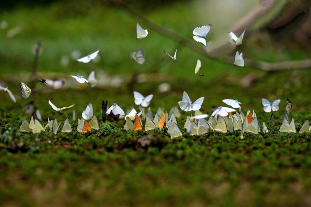 Rực rỡ mùa bướm rừng Cúc Phương - ảnh 5