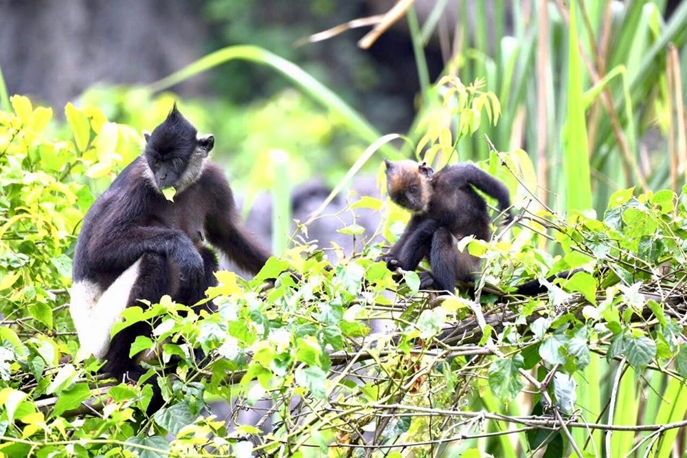 Ninh Bình xin đăng cai tổ chức Kỳ họp thứ 49 của Uỷ ban Di sản thế giới - ảnh 2