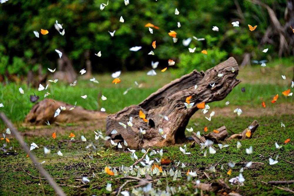 Biến “vũ điệu” rừng xanh thành sản phẩm du lịch hút khách - ảnh 1