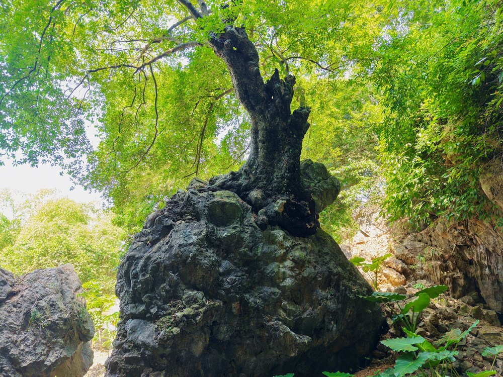 Ninh Bình: Khám phá “dải ngân hà trong động” giữa Di sản Tràng An - ảnh 2