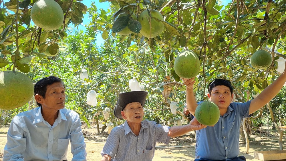 Thu nhập ổn định nhờ trồng bưởi theo hướng hữu cơ - ảnh 1