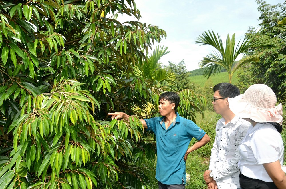 Nghĩa Hành: Chinh phục vùng đất gò đồi - ảnh 1