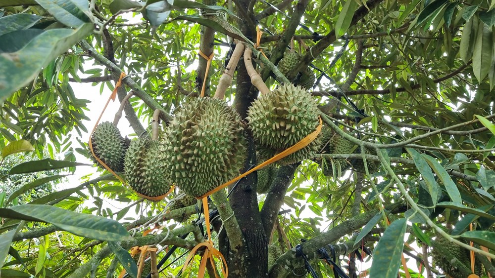 Nghĩa Hành: Chinh phục vùng đất gò đồi - ảnh 2