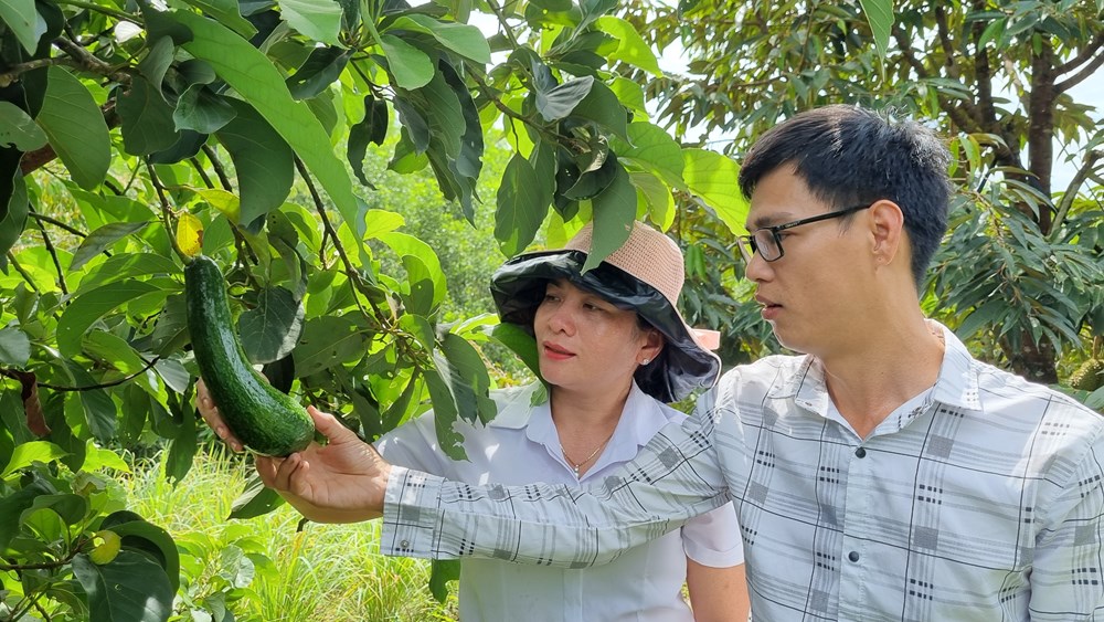 Nghĩa Hành: Chinh phục vùng đất gò đồi - ảnh 5