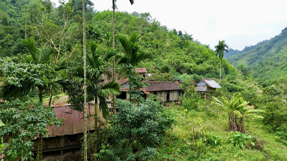 Đồng bào Cadong phát triển kinh tế từ cây chuối mốc - ảnh 4