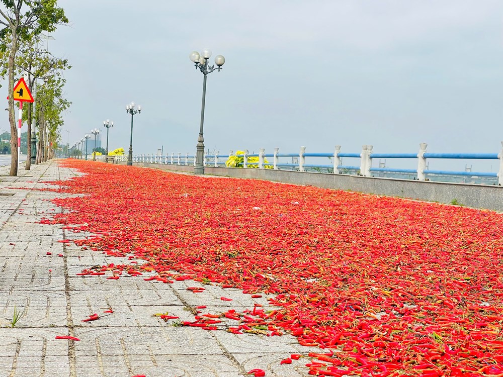 Giá ớt tăng kỉ lục, người trồng phấn khởi - ảnh 3