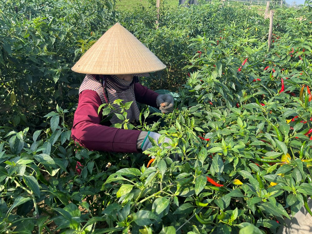 Giá ớt tăng kỉ lục, người trồng phấn khởi - ảnh 1