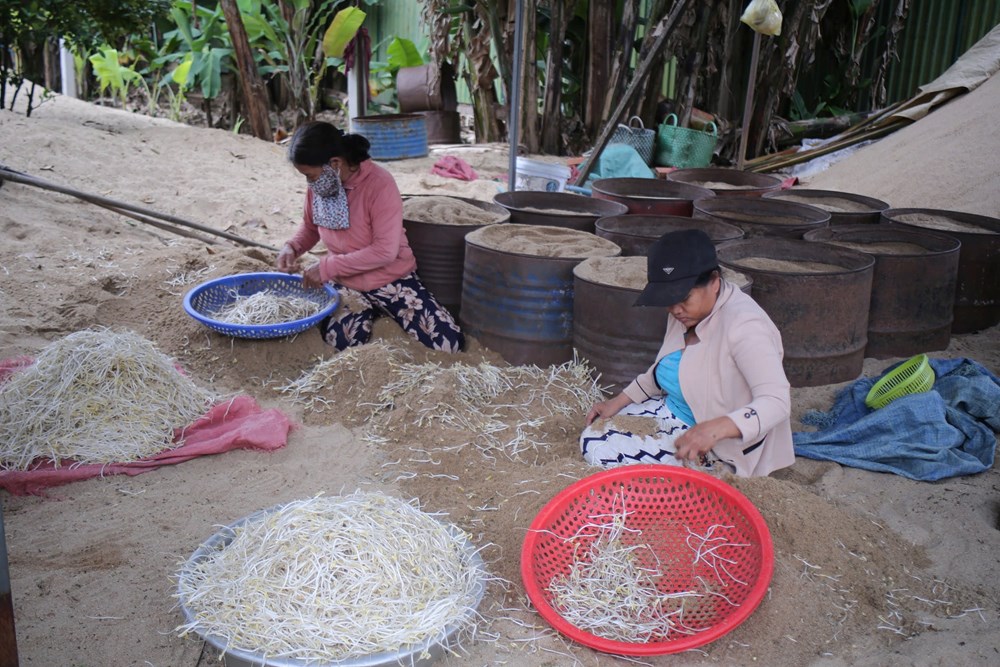 Nghề làm giá đỗ ven sông Trà Khúc - ảnh 4