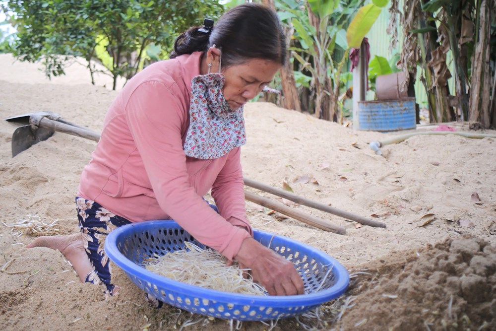Nghề làm giá đỗ ven sông Trà Khúc - ảnh 1
