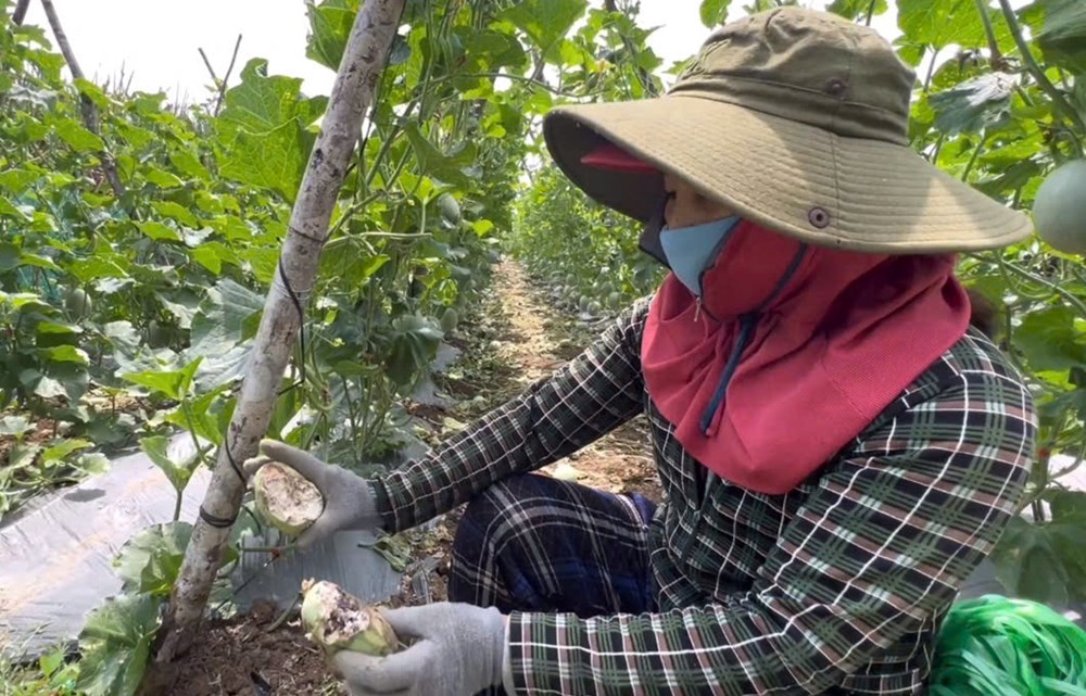 Tìm cách bảo vệ, di dời đàn khỉ hoang phá hoa màu của người dân - ảnh 1