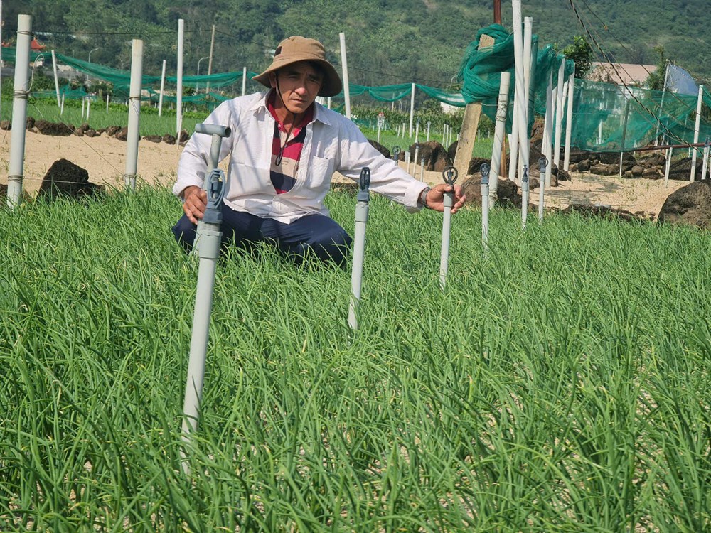 Hiệu quả từ mô hình tưới nước tiết kiệm ở đảo Lý Sơn - ảnh 3