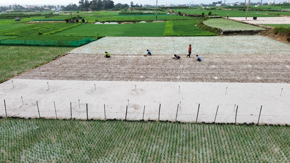 Hiệu quả từ mô hình tưới nước tiết kiệm ở đảo Lý Sơn - ảnh 1