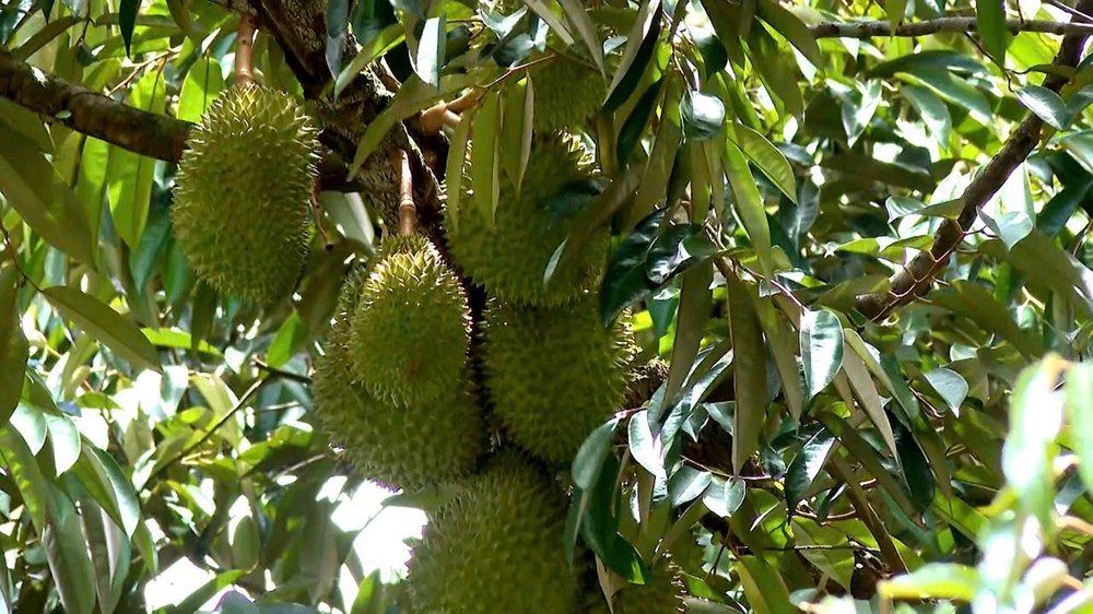 Cây “quả vàng” bén duyên với đồng bào Co - ảnh 2