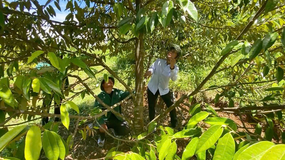 Cây “quả vàng” bén duyên với đồng bào Co - ảnh 3