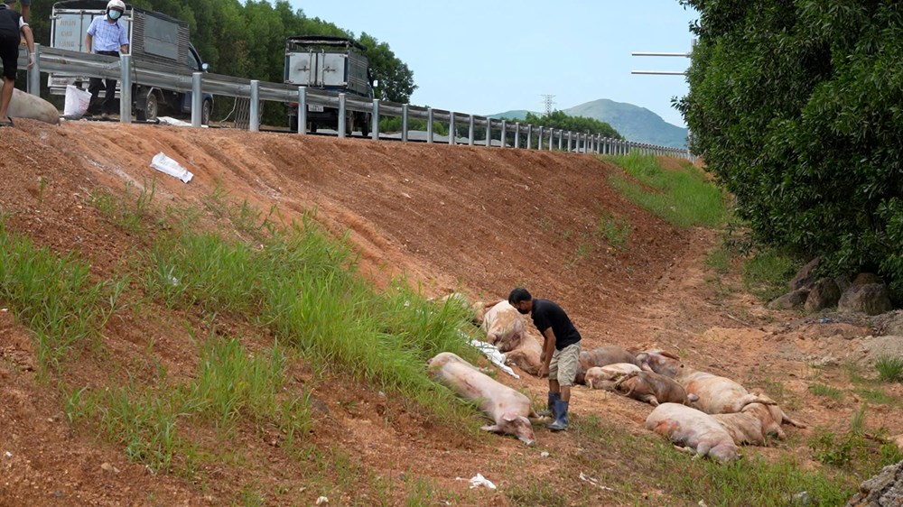 Phát hiện xử lý các trường hợp buôn bán, vận chuyển và vứt xác lợn bệnh - ảnh 4