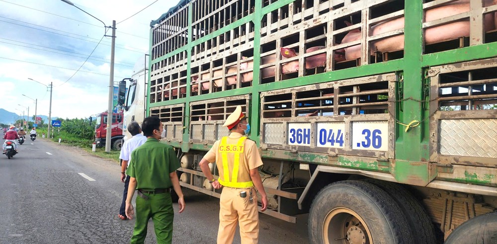 Không lơ là, chủ quan trước dịch tả lợn châu Phi - ảnh 3