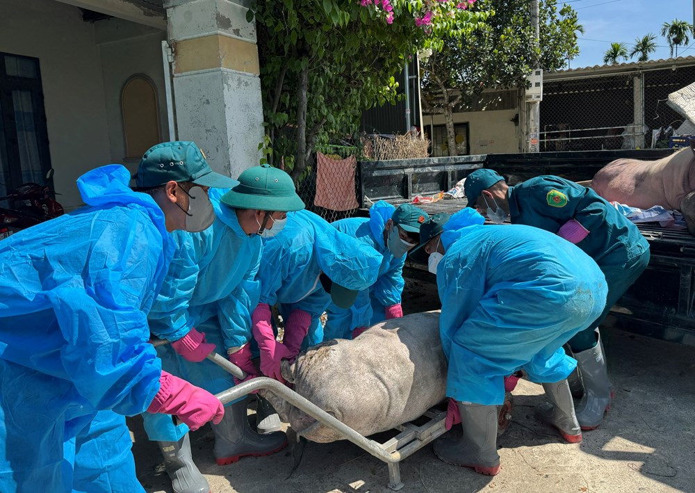 Không lơ là, chủ quan trước dịch tả lợn châu Phi - ảnh 1
