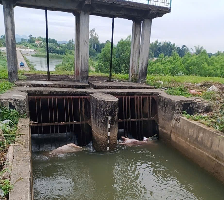 Xác lợn chết vứt bừa bãi trên kênh - ảnh 1