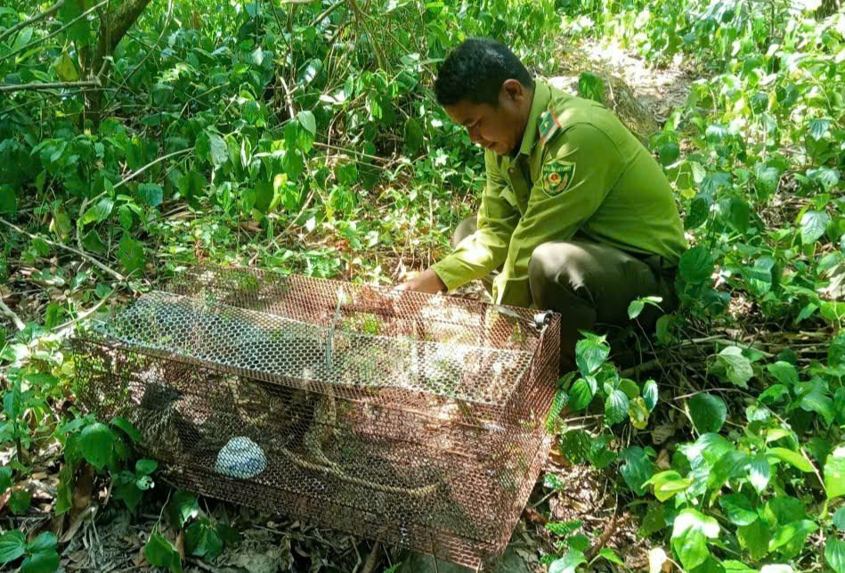 Thả cá thể diều hâu quý hiếm mắc lưới nhà dân về lại tự nhiên - ảnh 2
